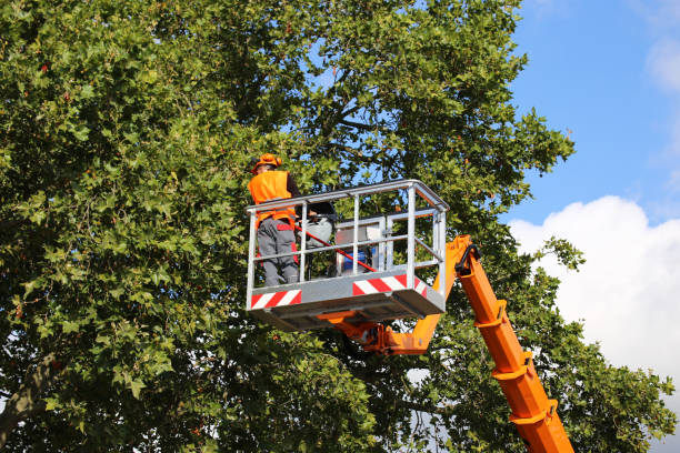 Best Tree Planting Services  in Carterville, MO